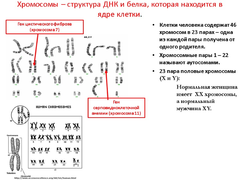 Хромосомы – структура ДНК и белка, которая находится в ядре клетки.   